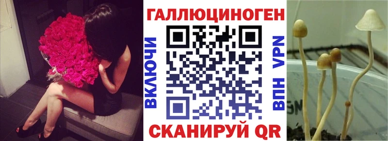 Псилоцибиновые грибы Psilocybine cubensis  Купить где  Новая Ладога 